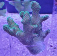 画像1: No.15 フィジー産 ショウガサンゴ　グリーン (1)