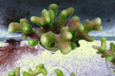 画像3: No.19 フィジー産 ショウガサンゴ　グリーン (3)
