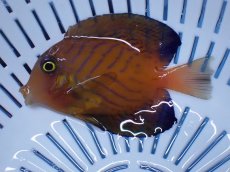 画像1: No.1 クリスマス島産 シェブロンタン ６cm前後 (1)