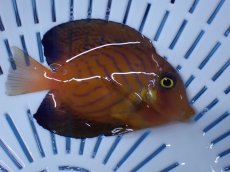 画像2: No.1 クリスマス島産 シェブロンタン ６cm前後 (2)