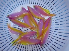 画像1: No.3 クリスマス島産  バートレットアンティアス 3匹 (1)