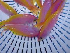 画像2: No.3 クリスマス島産  バートレットアンティアス 3匹 (2)