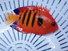 画像1: No.4 クリスマス島産  フレームエンゼル (1)