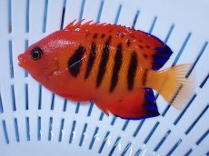 画像2: No.4 クリスマス島産  フレームエンゼル (2)