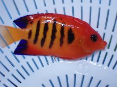 画像1: No.5 クリスマス島産  フレームエンゼル (1)