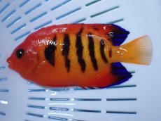 画像2: No.5 クリスマス島産  フレームエンゼル (2)