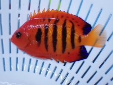 画像2: No.6 クリスマス島産  フレームエンゼル (2)