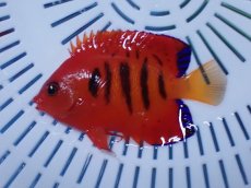 画像1: No.7 クリスマス島産  フレームエンゼル (1)