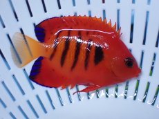 画像2: No.7 クリスマス島産  フレームエンゼル (2)