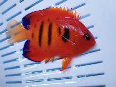 画像1: No.8 クリスマス島産  フレームエンゼル (1)