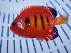 画像2: No.8 クリスマス島産  フレームエンゼル (2)