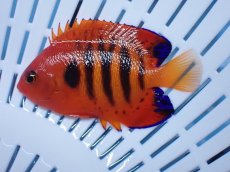 画像1: No.9 クリスマス島産  フレームエンゼル (1)