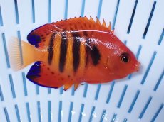 画像2: No.9 クリスマス島産  フレームエンゼル (2)