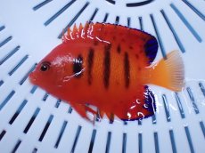 画像1: No.10 クリスマス島産  フレームエンゼル (1)