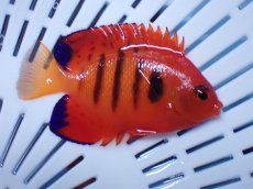 画像2: No.10 クリスマス島産  フレームエンゼル (2)