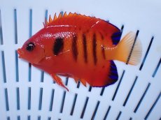 画像1: No.11 クリスマス島産  フレームエンゼル (1)