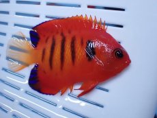 画像2: No.11 クリスマス島産  フレームエンゼル (2)