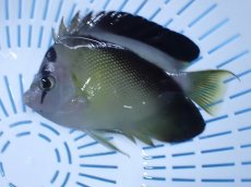 画像1: No.12 クリスマス島産  グリフィスエンゼル (1)