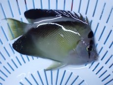 画像2: No.12 クリスマス島産  グリフィスエンゼル (2)