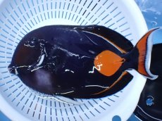 画像1: No.13 クリスマス島産  アキレスタン　XXLサイズ (1)