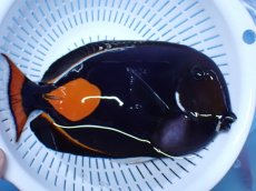 画像2: No.13 クリスマス島産  アキレスタン　XXLサイズ (2)