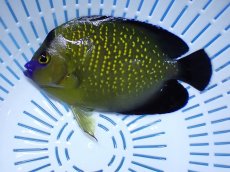 画像1: No.14 クリスマス島産  ゴールドフレークエンゼル (1)