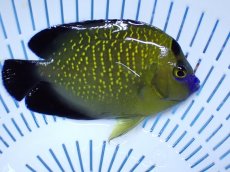 画像2: No.14 クリスマス島産  ゴールドフレークエンゼル (2)