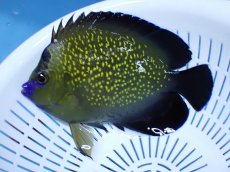 画像1: No.15 クリスマス島産  ゴールドフレークエンゼル (1)