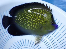 画像2: No.15 クリスマス島産  ゴールドフレークエンゼル (2)