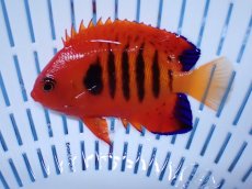 画像1: No.16 クリスマス島産  フレームエンゼル (1)