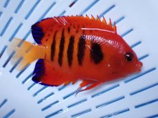 画像2: No.16 クリスマス島産  フレームエンゼル (2)