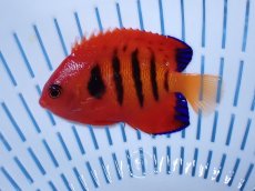 画像1: No.17 クリスマス島産  フレームエンゼル (1)