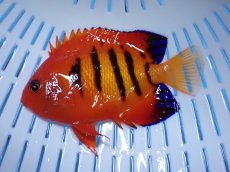 画像1: No.18 クリスマス島産  フレームエンゼル (1)