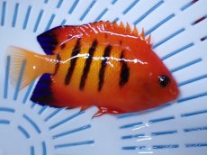 画像2: No.18 クリスマス島産  フレームエンゼル (2)