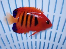 画像1: No.19 クリスマス島産  フレームエンゼル (1)