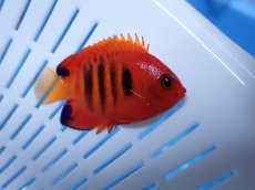 画像1: No.20 クリスマス島産  フレームエンゼル (1)