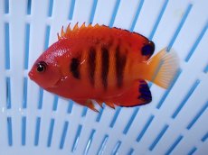 画像2: No.20 クリスマス島産  フレームエンゼル (2)