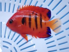 画像1: No.21 クリスマス島産  フレームエンゼル (1)