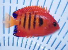 画像2: No.21 クリスマス島産  フレームエンゼル (2)