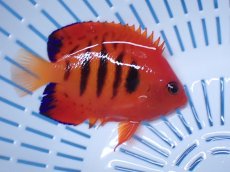 画像1: No.22 クリスマス島産  フレームエンゼル (1)