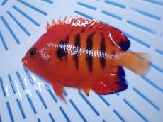 画像2: No.22 クリスマス島産  フレームエンゼル (2)