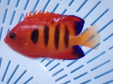 画像1: No.23 クリスマス島産  フレームエンゼル (1)