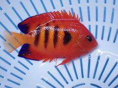 画像2: No.23 クリスマス島産  フレームエンゼル (2)