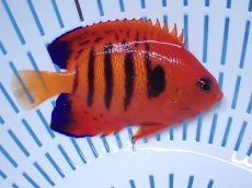 画像1: No.24 クリスマス島産  フレームエンゼル (1)