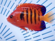 画像2: No.24 クリスマス島産  フレームエンゼル (2)