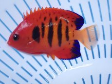 画像1: No.25 クリスマス島産  フレームエンゼル (1)