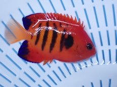 画像2: No.25 クリスマス島産  フレームエンゼル (2)