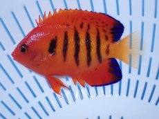 画像1: No.26 クリスマス島産  フレームエンゼル (1)