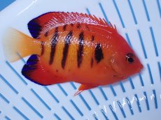 画像2: No.26 クリスマス島産  フレームエンゼル (2)