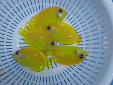 画像1: No.28 クリスマス島産  レモンピールエンゼル (1)